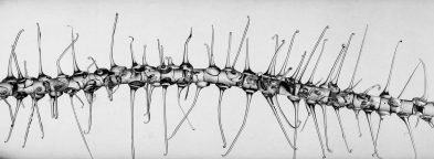 CO 8784 - Patrícia Bagniewski - 70 x 30 cm