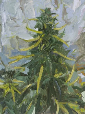 CO_9307_FERNANDO_LEITE_Cannabis_2024_40_x_30_