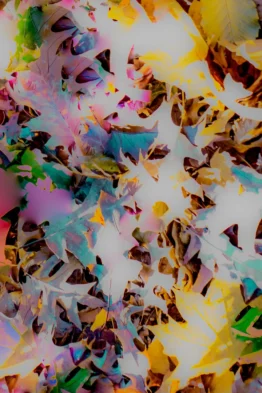 Dias_Flora_Abstrata_XVll
