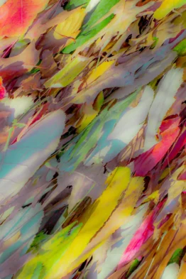 Dias_Flora_Abstrata_XX