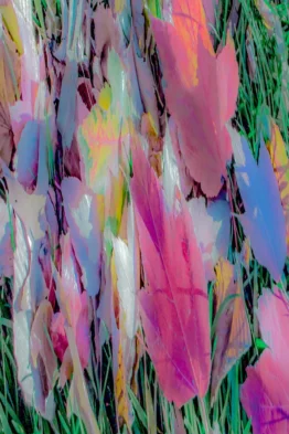 Dias_Flora_Abstrata_XXlV