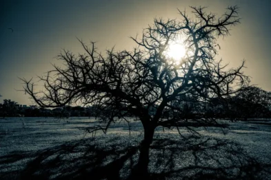 abu dhabi 2 - fred lamego