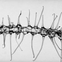 CO 8784 - Patrícia Bagniewski - 70 x 30 cm