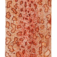 CO-9470-DioVianaTiragem1de10-25x20cm
