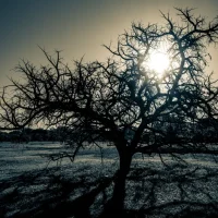 abu dhabi 2 - fred lamego